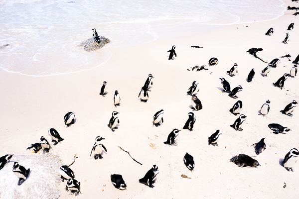ZACPT Cape Town group of penguins facing at the coastline Jack Young.jpg